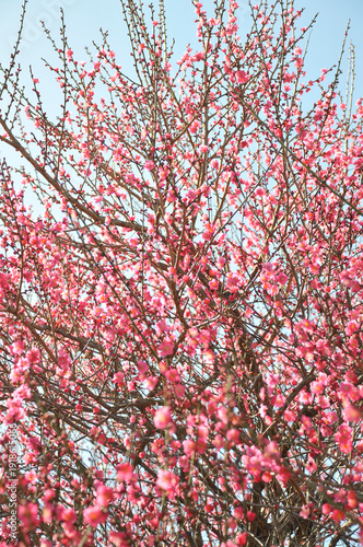 梅の花　ピンク