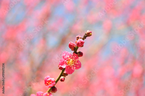 ピンク色の花　梅