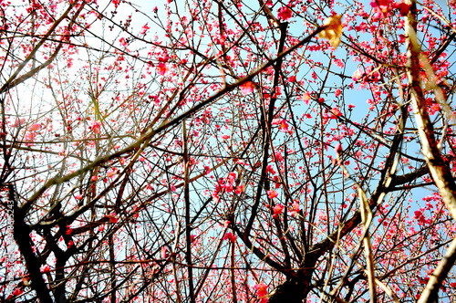 枝　梅の花