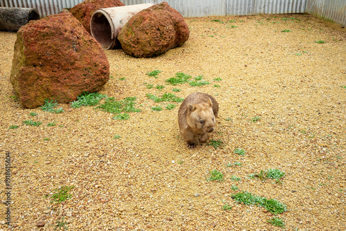 Φωτογραφία Common wombat (vombatus ursinus) on pebbly ground, Taralga, New South Wales, Aus