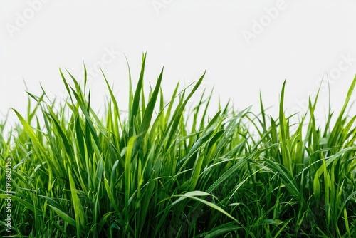 Lush green grass blades against a white background, highlighting nature's beauty