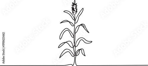 continuous line drawing of corn stalk black and white botanical vector illustration