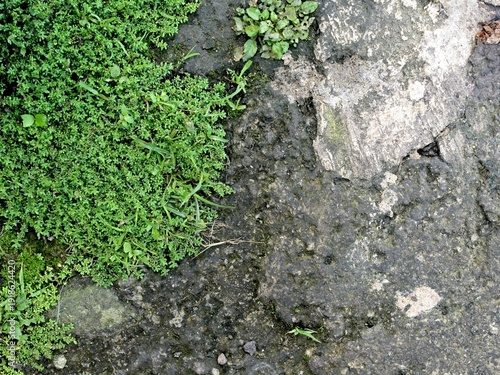 Old walls covered in moss look very artistic as a background.
