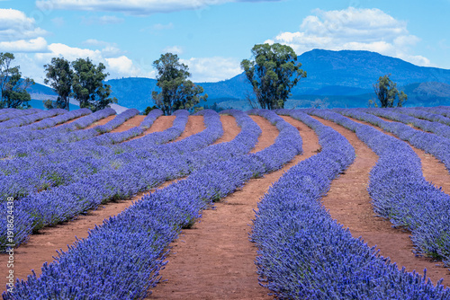 Lavender farm and mountains
