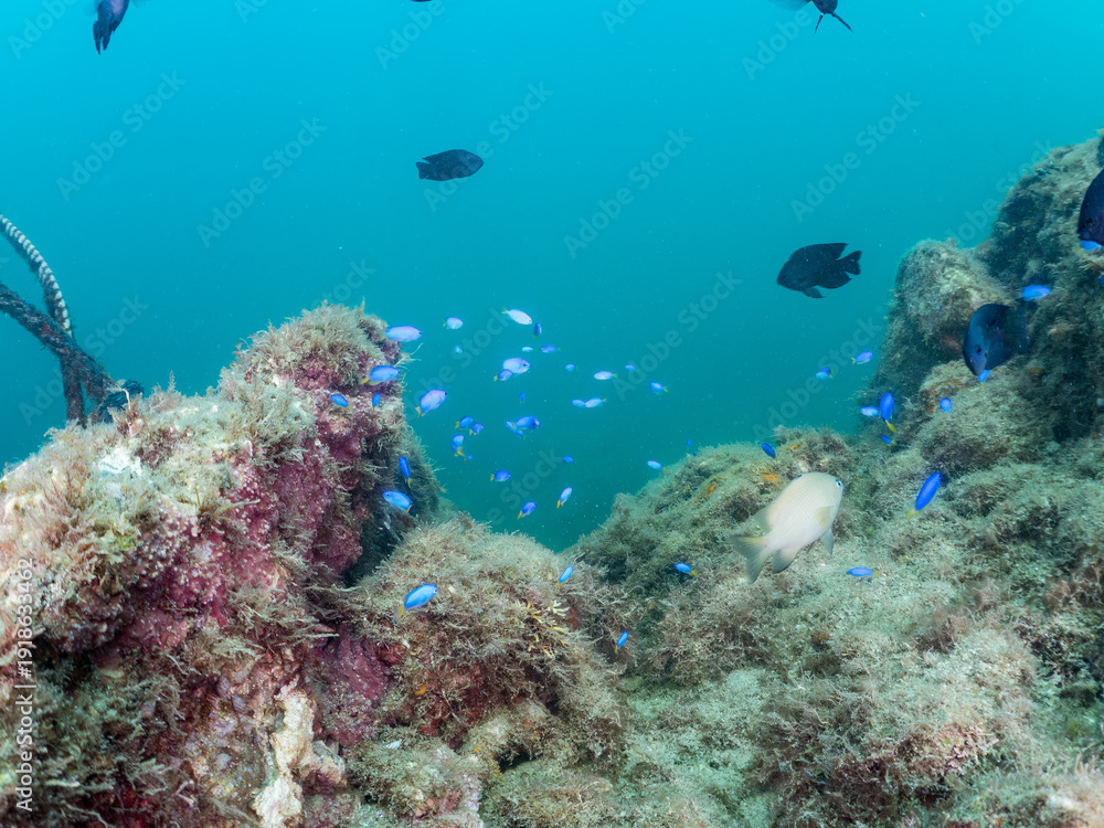 Fototapeta premium ソラスズメダイ, スズメダイ科, Heavenly Damselfish, Pomacentrus coelestis, セダカスズメダイ, スズメダイ科, Japanese gregory, Stegastes altus, 他。 ヒリゾ浜南伊豆町中木 静岡県伊豆半島-2025 日本有数のシュノーケリングスポット。 夏の数カ月間だけ渡し船で行ける。 水質透明度魚影が素晴らしい。 