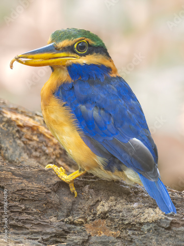 Portrait of a rufous-collared kingfisher