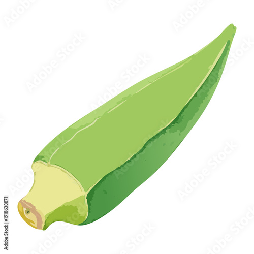 Fresh green okra pod for healthy gumbo recipes and organic vegetable market and farm to table design - Vector Illustration