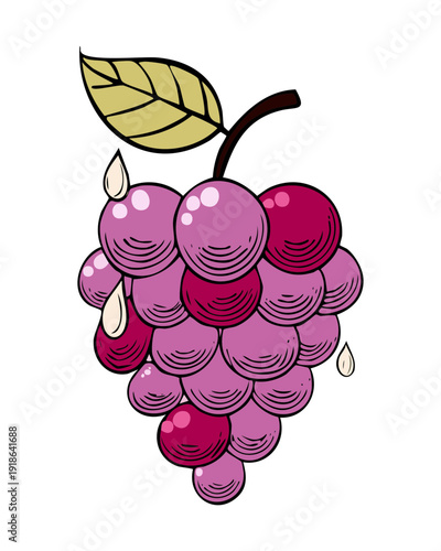 Freshly picked bunch of purple grapes with a green stem for healthy fruit snack concept - Vector Illustration