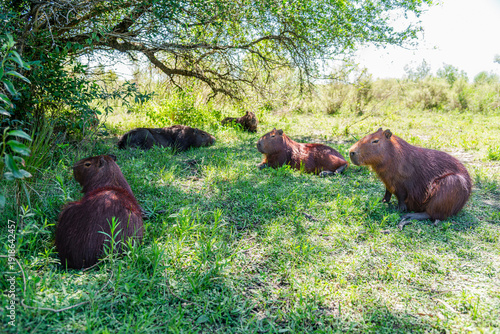 A family of capybaras resting on the grass in their natural habitat in El Palmar National Park in Entre Ríos
