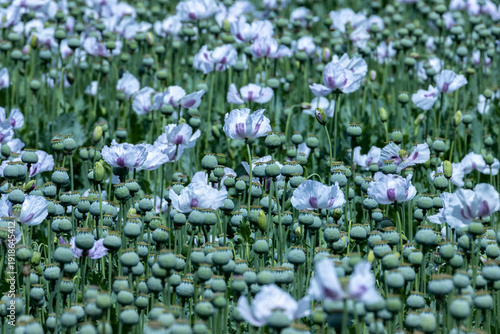 Opium poppy field