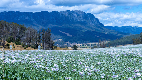 Fotografía Mount Roland over opium poppy fields