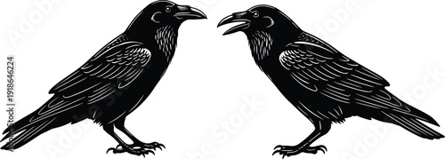 Two ravens silhouette vector illustration facing each other, detailed feather artwork design, wildlife bird nature decorative black drawing