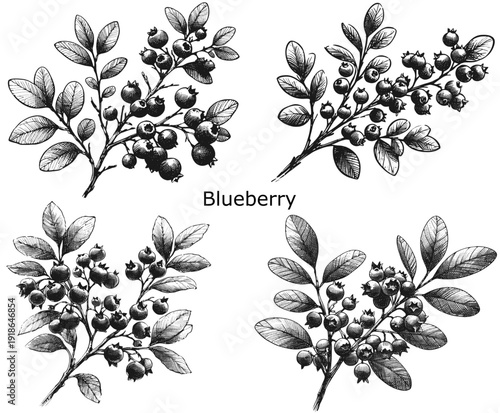 Blueberry fruit Sun-Kissed, Blueberries Branches vintage linework ink sketch hand drawn pen drawing summer vector illustration svg