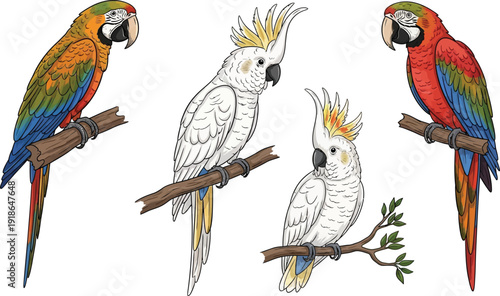 Collection of colorful hand-drawn parrots and cockatoos perched on branches detailed vintage illustration for nature wildlife or exotic pet designs