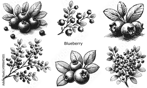 A Handful of Heaven Blueberry fruit vintage linework sketch hand drawn pen drawing summer vector illustration svg