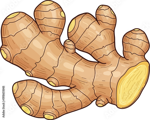Fresh Ginger Root Illustration with Multiple Knobs and Freshly Cut End