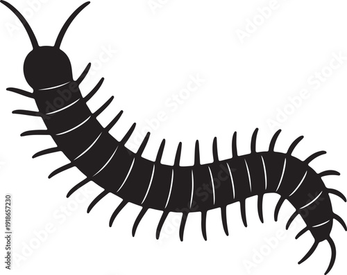 Vector art of a black centipede with many legs is shown, its body curved in an sshape, antennae extended, creating a striking contrast against the white backdrop