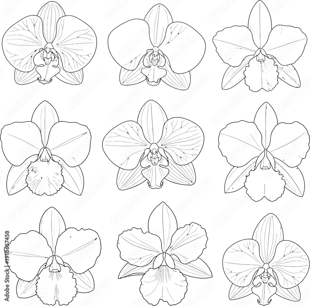 Obraz premium Set of nine detailed orchid flower illustrations rendered in a minimalist line art style perfect for botanical designs or elegant decorative elements