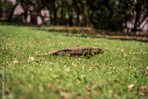 A tegu lizard, or tailless earth dragon shedding its skin, walking on the grass