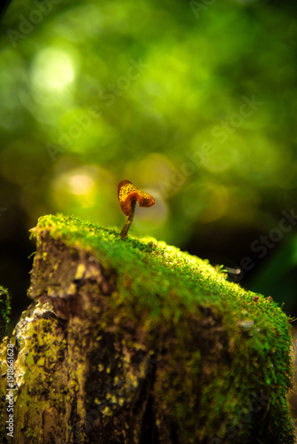 Macro of a mushroom on a moss-covered log
