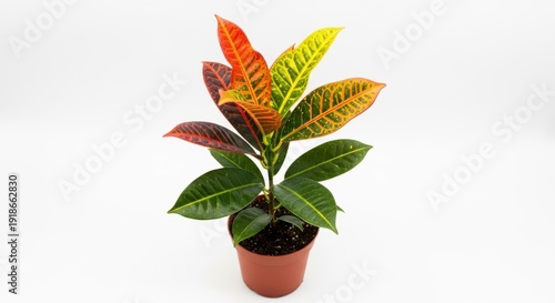 Vibrant croton plant in terracotta pot on white background