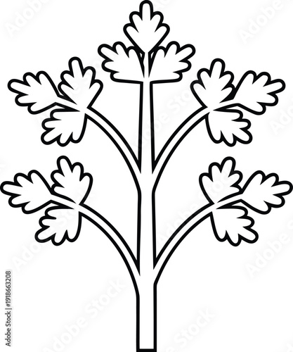 karpas parsley line art vector illustration on transparent background