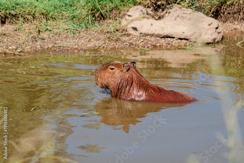 Capybara or carpincho swimming in a pond in its natural habitat
