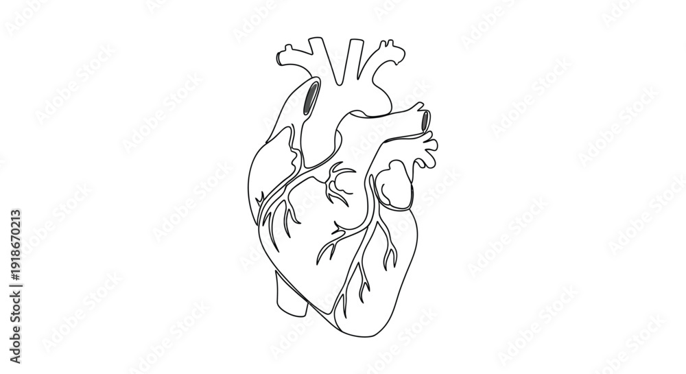 Fototapeta premium Line Art Human Heart Vector Illustration