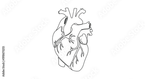 Line Art Human Heart Vector Illustration