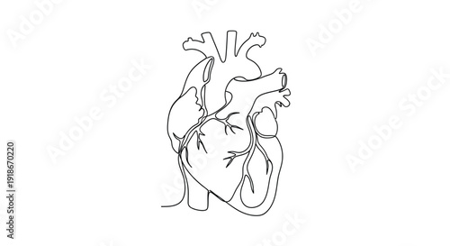 Human heart anatomical drawing, continuous line art