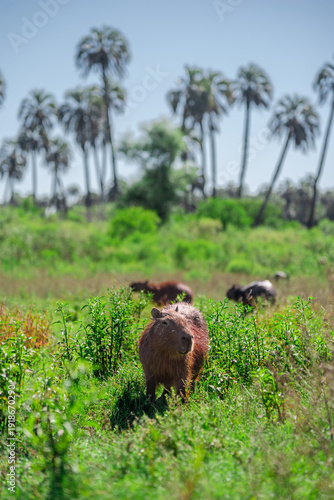 Pack of capybaras or carpinchos eating in El Palmar National Park