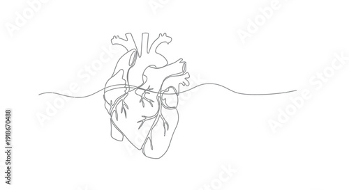 Human Heart Anatomy, Single Line Drawing Medical Illustration