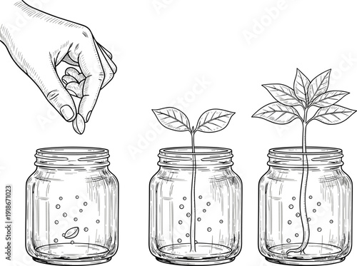 Seed germination stages vintage line art illustration, hand planting seed growth in glass jar plant development botanical life cycle sketch