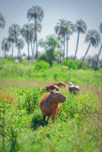 Pack of capybaras or carpinchos eating in El Palmar National Park