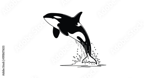 Jumping orca whale with water splash, black and white illustration, marine mammal