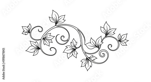 Elegant black and white vine with leaves and swirling tendrils on white background decorative element for graphic design
