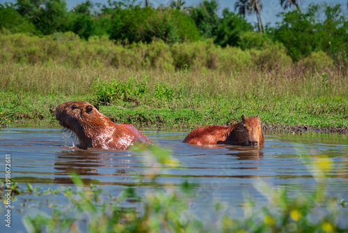 Pair of capybaras resting in a pond in their natural habitat in El Palmar National Park