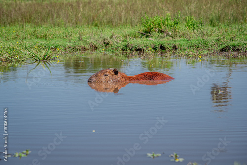 Capybara swimming in a pond in its natural habitat in El Palmar National Park