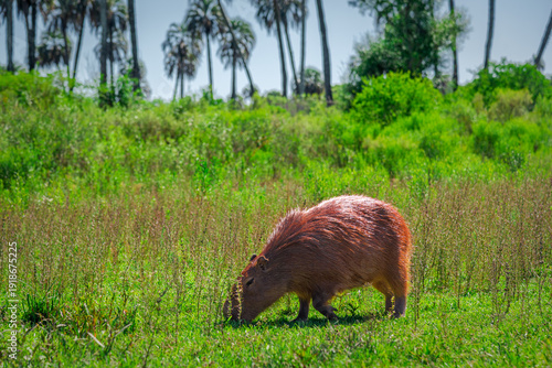 Capybara or carpincho eating grass in El Palmar National Park, its natural habitat