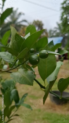Close-up of Young Green Lemons Growing on Tree Branch in Tropical Garden