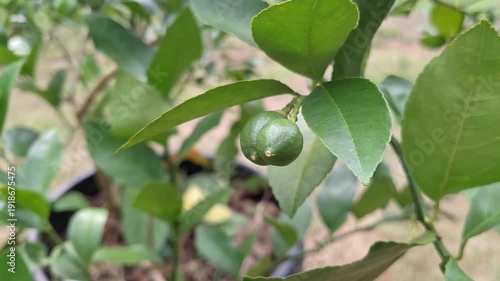 Close-up of Young Green Lemons Growing on Tree Branch in Tropical Garden