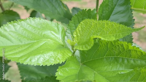Close-up of Fresh Green Mulberry Leaves Growing in Tropical Garden for Herbal Medicine Concept