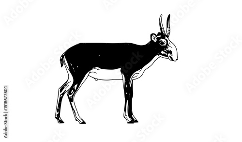 Minimal saiga antelope standing isolated wildlife illustration