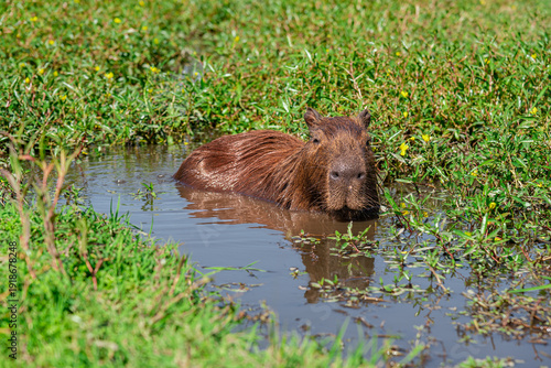Capybara swimming in a pond in its natural habitat in El Palmar National Park