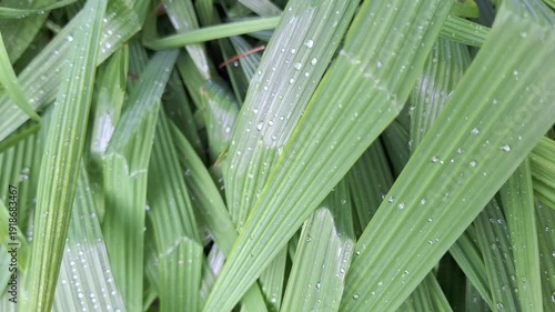 Fresh Green Bawang Dayak Leaves with Raindrops in Tropical Organic Garden for Herbal Medicine Concept