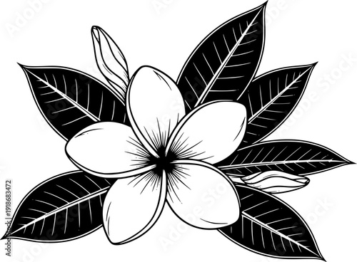 Black and White Plumeria Frangipani Flower Illustration with Leaves Botanical Graphic Design
