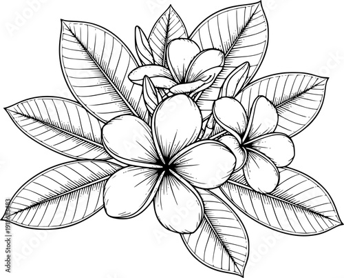 Black and White Plumeria Frangipani Flower Illustration with Leaves Botanical Graphic Design
