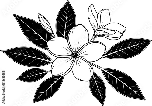 Black and White Plumeria Frangipani Flower Illustration with Leaves Botanical Graphic Design
