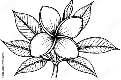 Black and White Plumeria Frangipani Flower Illustration with Leaves Botanical Graphic Design
