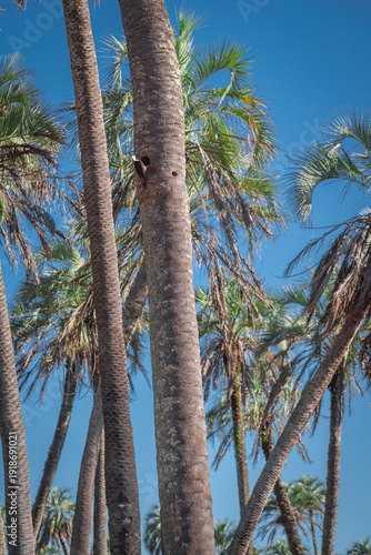 Woodpecker building its nest on the trunk of a palm tree in El Palmar National Park in Entre Ríos